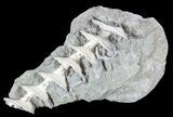 Archimedes Screw Bryozoan Fossil - Illinois #53347-1